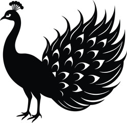 Fototapeta premium Silhouette of a Peacock with open feather