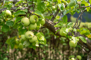 An apple tree full of green fruit under a blue sky. The branches bend under the weight of the ripe...