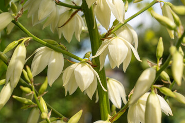 White, bell-shaped flowers of a yucca plant hang in full bloom. The leaves are delicate and slightly translucent.