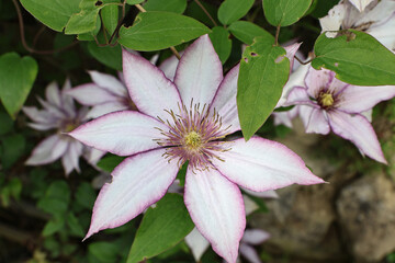 Close-up of vibrant pink and purple clematis flowers in full bloom. Delicate petals and rich colors...