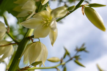 An open yucca blossom rises against a bright sky. The stamens are clearly visible, framed by...