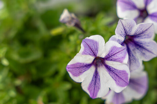 A close-up of a white-purple petunia shows its striking veins. The flower contrasts with the green background and appears delicate.