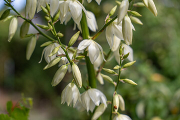 The white yucca blossoms contrast with the green background. Some blossoms are already open, others are still in bud.