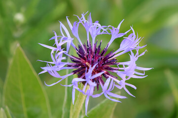 un bleuet dans la campagne