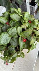 fresh vegetables on the market,Beautiful nigella flowers blooming in the garden,Episcia cupreata...