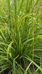 Obraz premium close up of pine needles,rice field in thailand,Clear blue sky white cloud at Rower’s Bay Park. It features a boardwalk that brings visitors closer to the water, a lookout pavilion, swales.