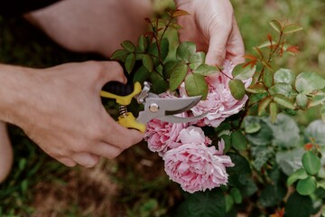 A man in a white t-shirt and glasses attentively cares for blooming roses in his garden. Sunlit...