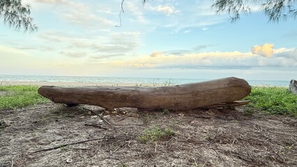 dead tree on the beach,A scenic view of a sandy beach with driftwood and gentle waves under a clear...
