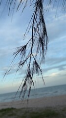 dead tree on the beach,Pine branch on a sunny day close up, selective focus,A selective focus shot of Siberian pine needles,Pine needles on tree branch,close up and space for text.