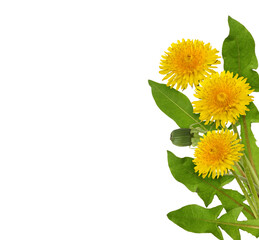 Three yellow dandelion flower and green leaves isolated on white or transparent background
