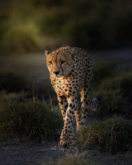 Cheetah walking through the brush in Africa