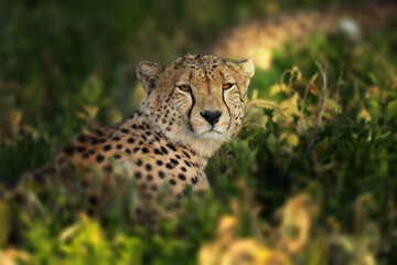 Close up shot of a cheetah in the brush