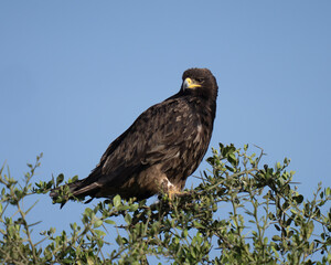 African Tawny eagle sitting high in a tree