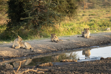 Lion cub lying near a pond with a reflection