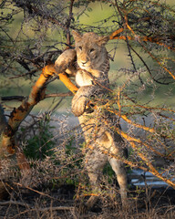Young lion cub playing with tree branches