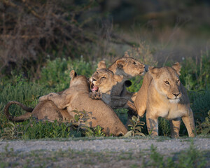 Four lions playing in the morning in Africa