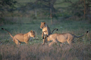 Wrestling in the grass are three lion cubs
