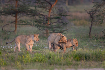 Three lion cubs in the morning light playing