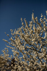 blossoming plum tree against blue spring sky and bright sunlight