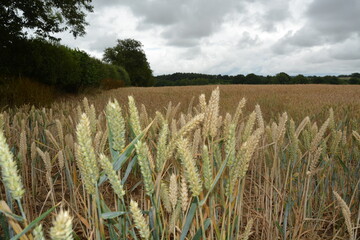 A field of wheat under a cloudy sky 