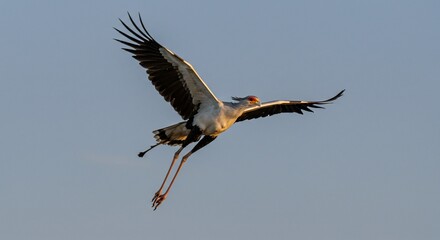 Obraz premium Secretarybird in Flight, Golden Hour Illumination