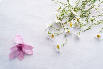 Floral Composition Pink Flower and Daisies on White Wooden Surface