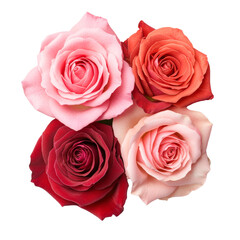 Obraz premium Four vibrant roses in varying shades of pink and red symbolize love and passion, Ideal for romantic isolated on transparency PNG background, floral-themed designs, invitations, or decor