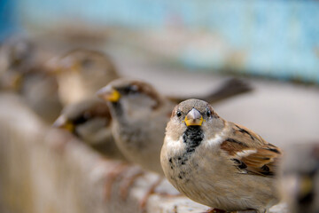 Sparrows sit in a row blurred first in focus looks at the camera