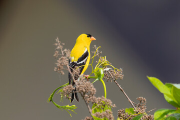 The American goldfinch (Spinus tristis)  sitting on a bush