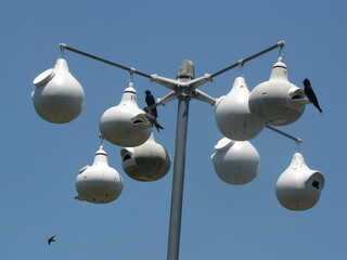 birdhouse with swallow