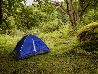 Blue camping tent set up in a lush green forest clearing