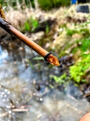 Small Leech on a Stick Above Murky Water