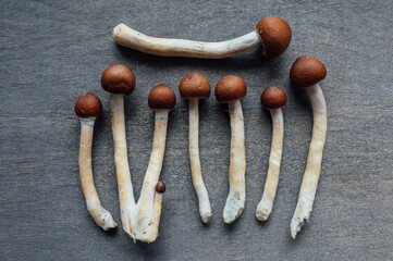 fresh psilocybin mushrooms on neutral background