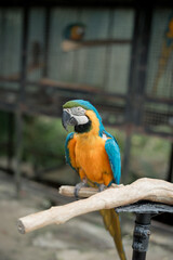 Close-up of gold and gold on gold macaw, Blue-and-yellow Macaw, A vibrant blue and gold macaw perched on a branch, blue and gold macaw in a zoo