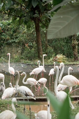 A couples of painted storks bird standing on steady at muddy water for fish close view, A group of...
