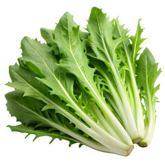 Obraz premium Fresh Chicory Leaves Isolated on White Background