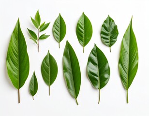Fototapeta premium Assorted Green Leaf Species – Minimalist Botanical Vector Illustration Highlighting Leaf Diversity and Morphological Detail