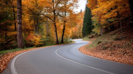 Fototapeta premium A road with trees on both sides and leaves on the ground