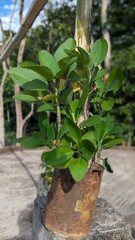 Green plant growing from a rusty metal can on a concrete surface