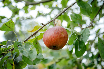 Red Apples Hanging on a Tree