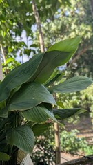 Lush green leaves of a tropical plant with a soft focus background