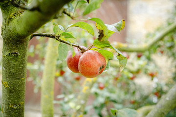 Red Apples Hanging on a Tree