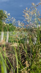 Close up of tall green grass stalks with seed heads against a stormy blue sky