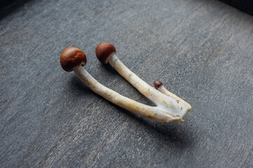 Psilocybin Therapy Mushrooms for Depression and Anxiety