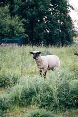 Sheep on a Meadow