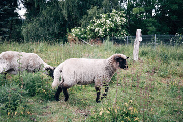 Sheep on a Meadow