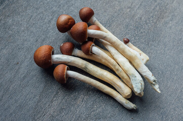 Psilocybin Mushrooms for Focus and Clarity