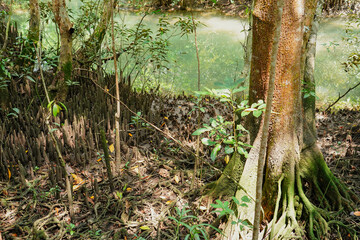 Roots of mangrove trees in Peat Swamp Forest at Thapom Klong Song Nam, Krabi Province,Thailand.