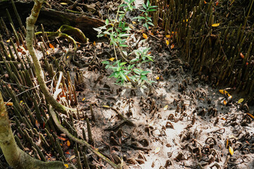 Roots of mangrove trees in Peat Swamp Forest at Thapom Klong Song Nam, Krabi Province,Thailand.