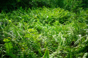 Patterned green fern bush(Fishbone Fern, Sword Fern, Nephrolepis cordifolia), leaves texture for...